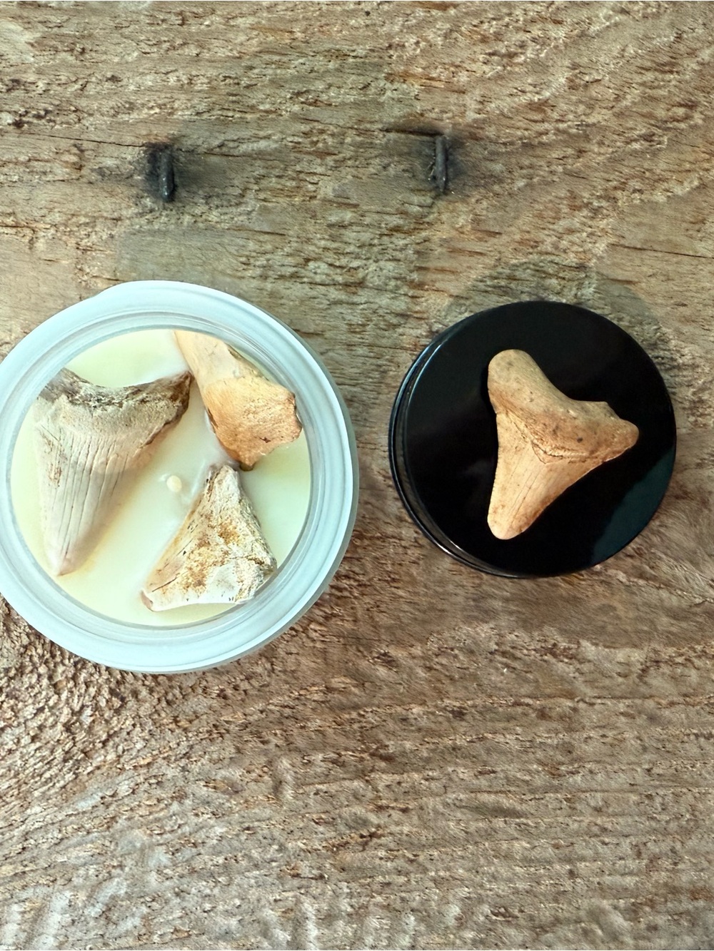 Megalodon tooth candle, megalodon teeth candle, shark teeth candle, fossil candl
